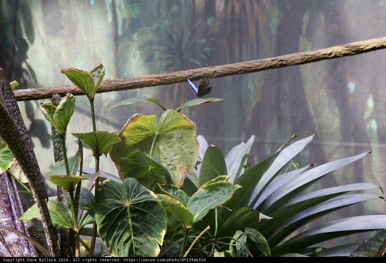 Tranquil Tropics - A Portrait of Nature