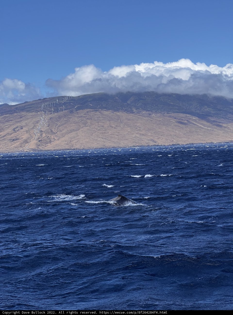 Majestic Humpback Whale in the Turquoise Sea
