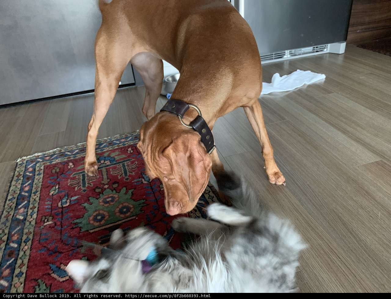 Canine and Feline Playtime on Hardwood Floors