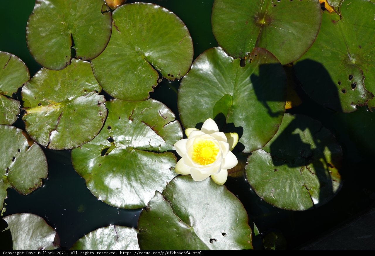 Tranquil Lily Pond