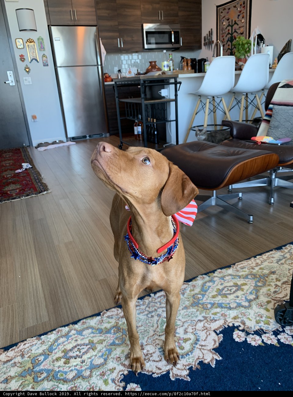 The Patriotic Pooch