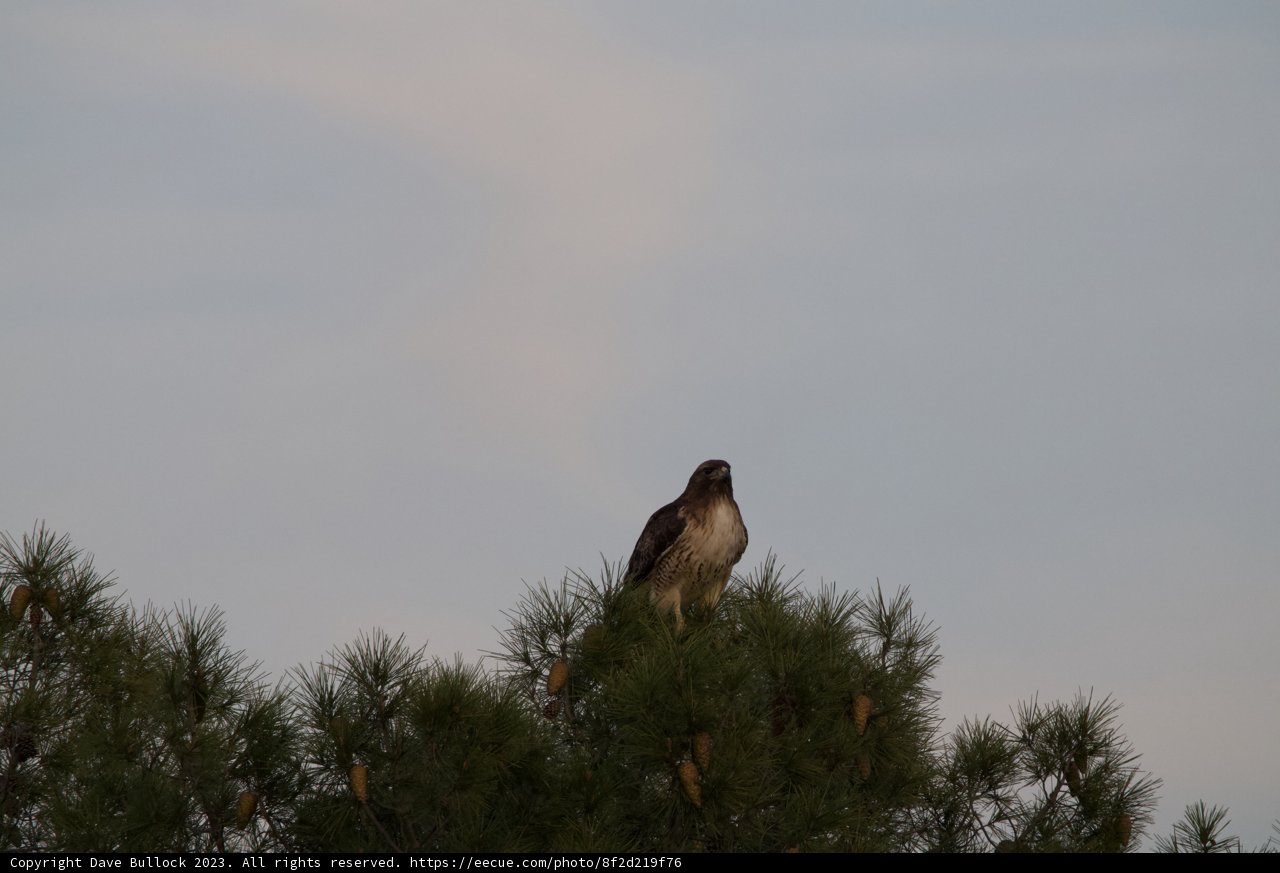 Majestic Red-Tailed Hawk