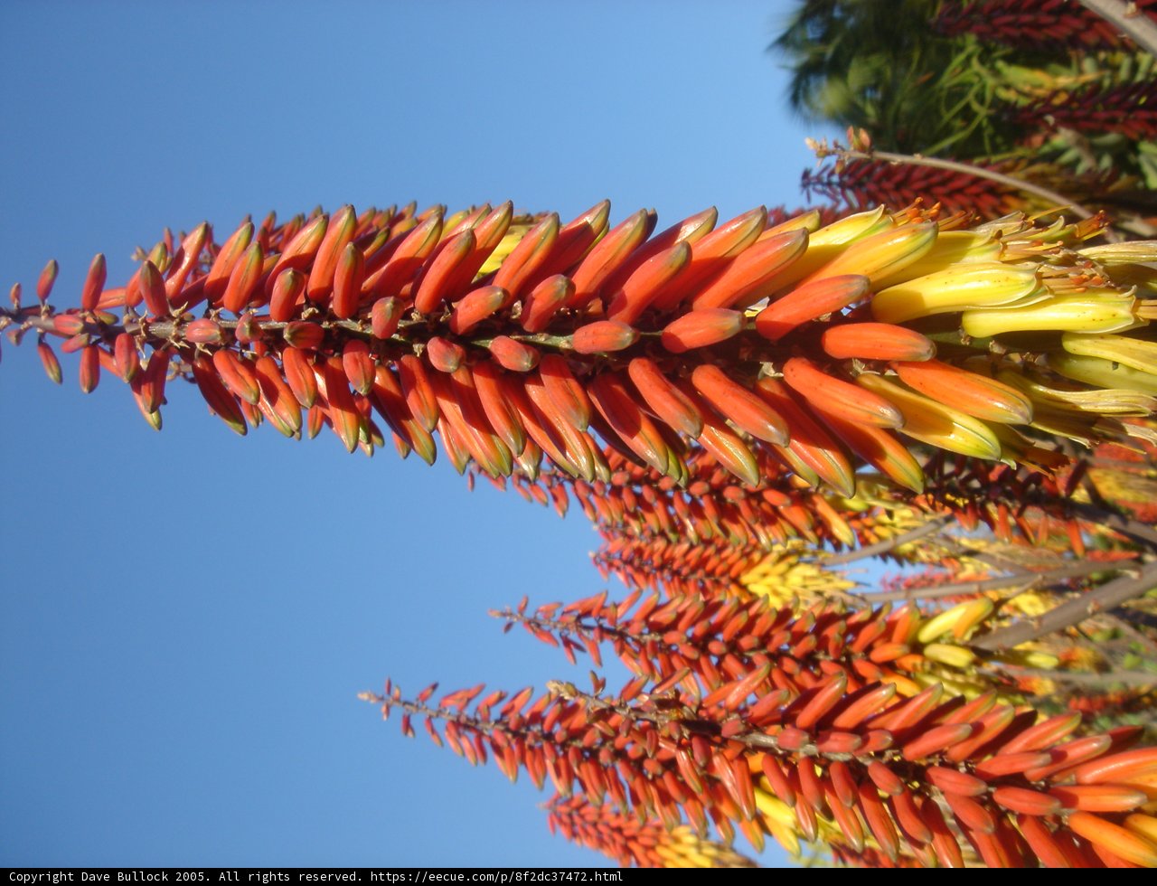 Vibrant Blooms