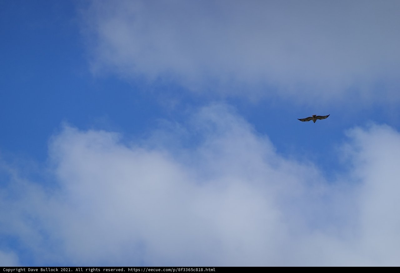 Majestic Vulture Takes Flight