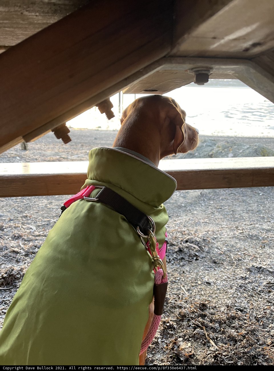 Stylish Pooch in Green Jacket