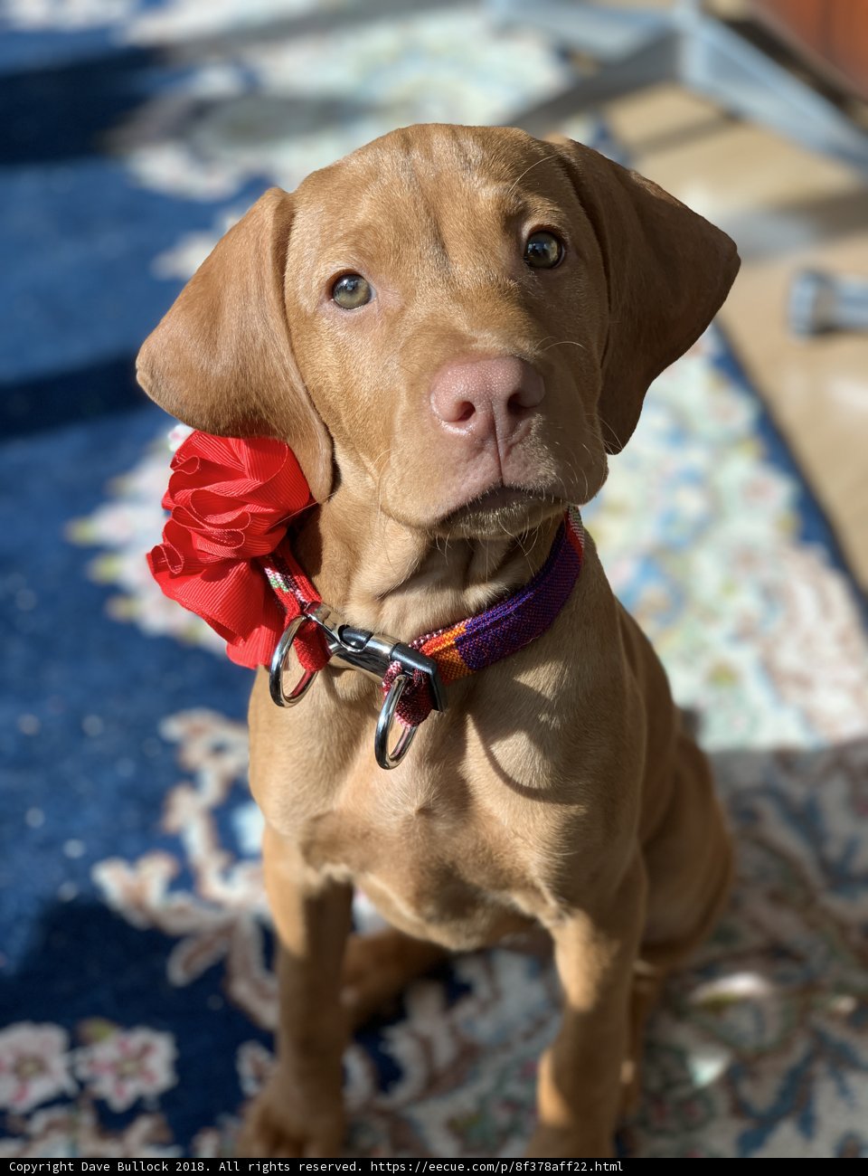 Flower Collared Furry Friend