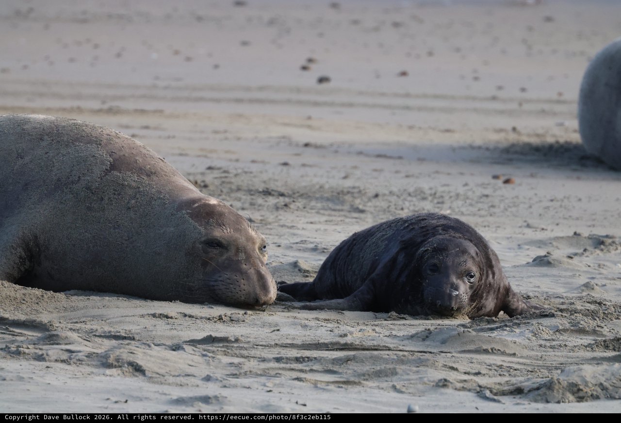 Mother and Pup Elephant Seals Resting on Beach