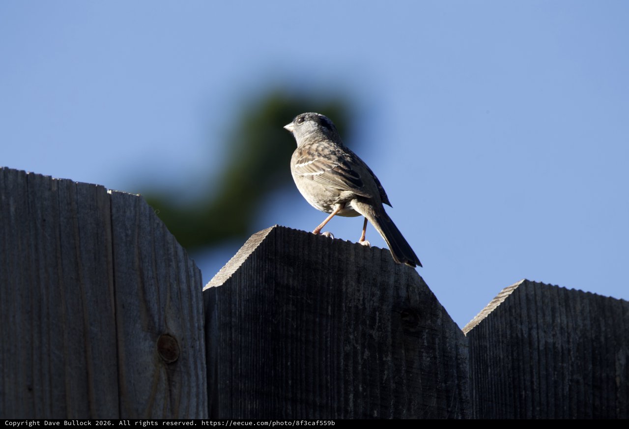 Hooded Oriole Perched on Weathered Wooden Fence