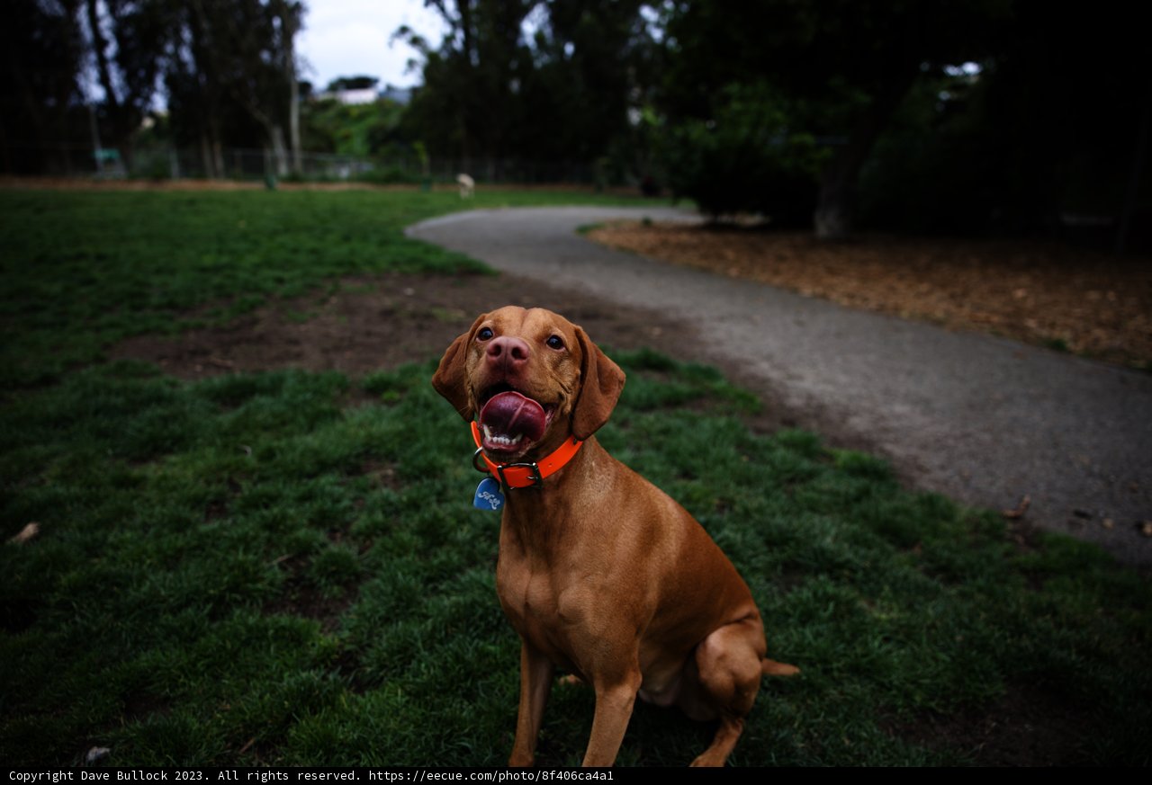 Serene Canine in a Green Wonderland