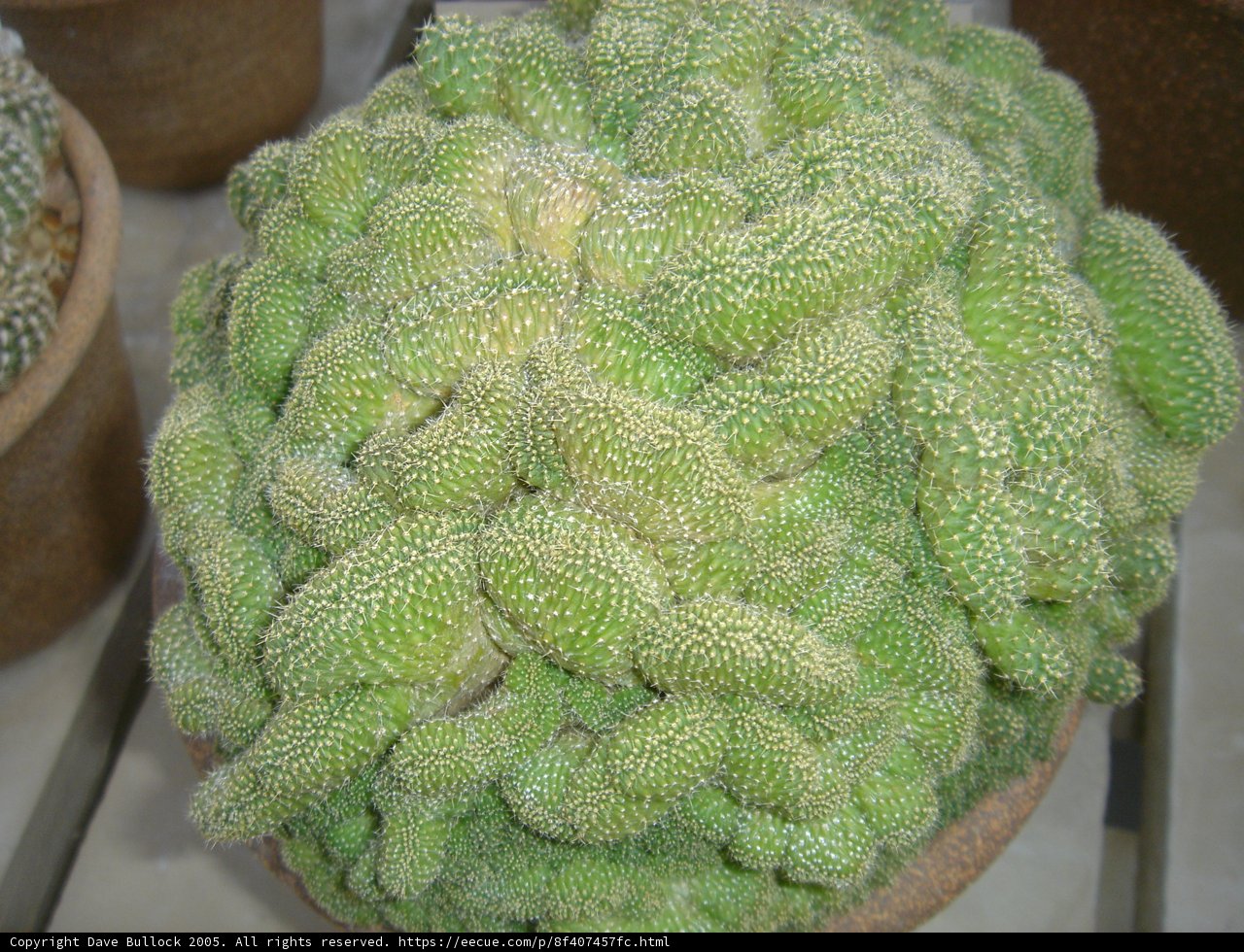 Prickly Beauty