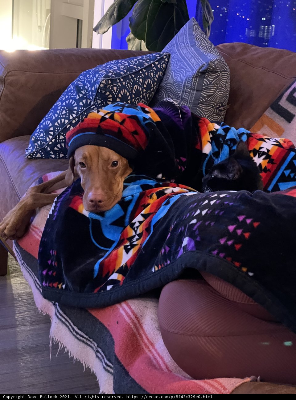 Cozy Canine on Couch