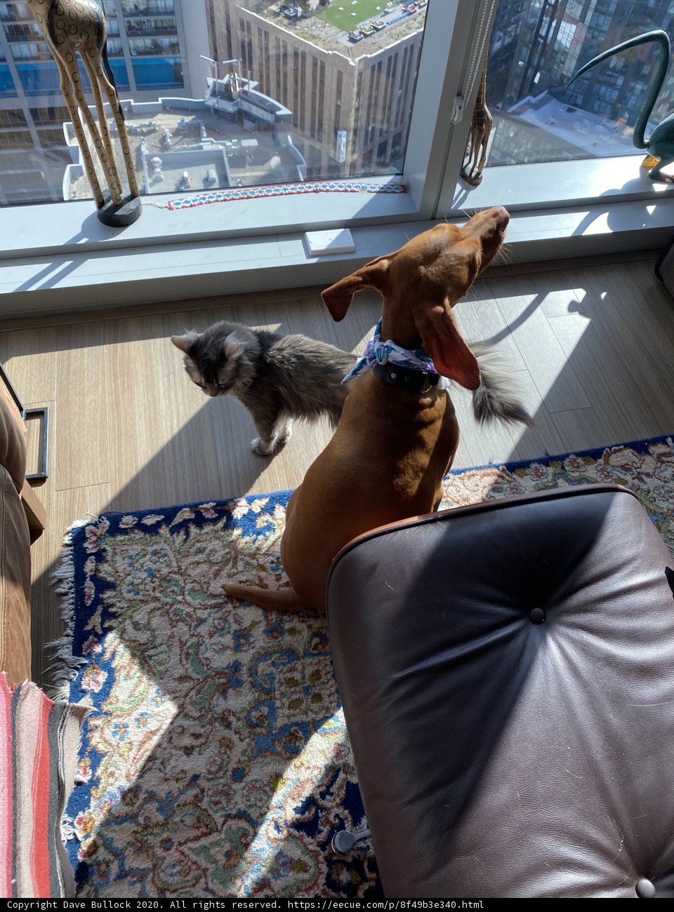 Furry Friends Relaxing in the Living Room