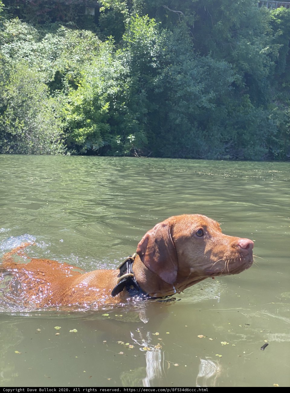 Canine Water Fun