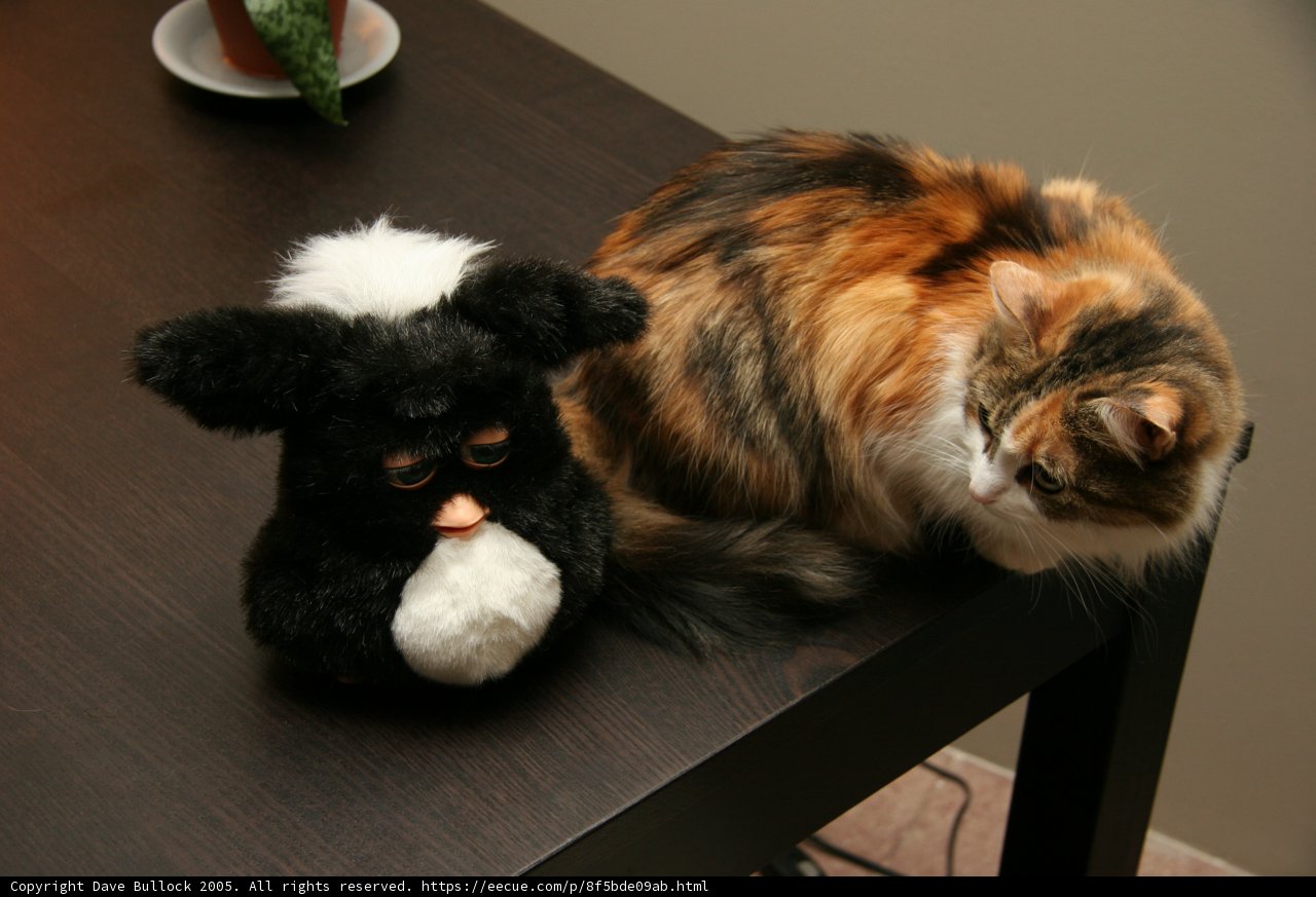 Feline and Stuffed Companion