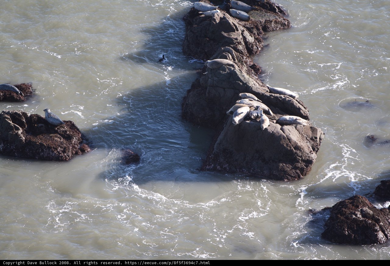 Seals Basking on Rocky Shores