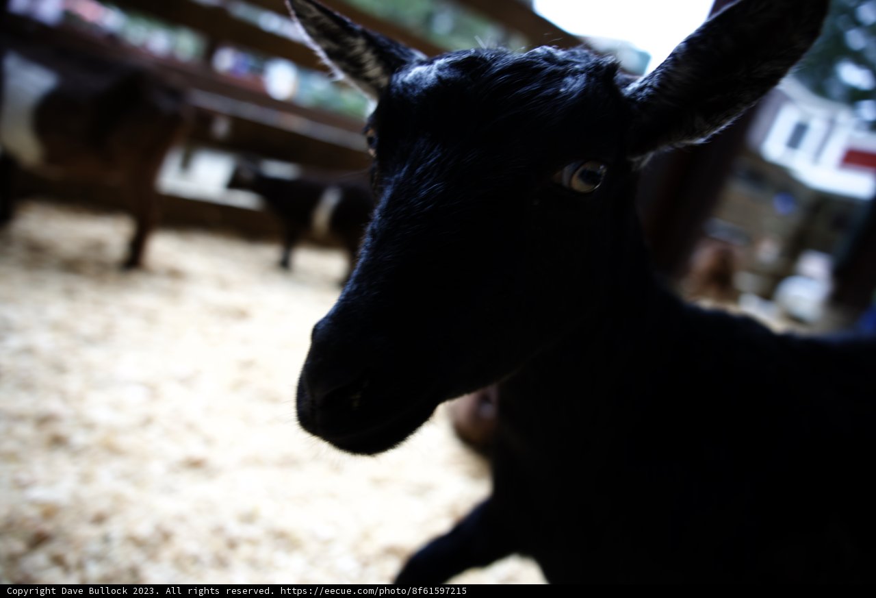 Unique Black Goat at Half Moon Bay