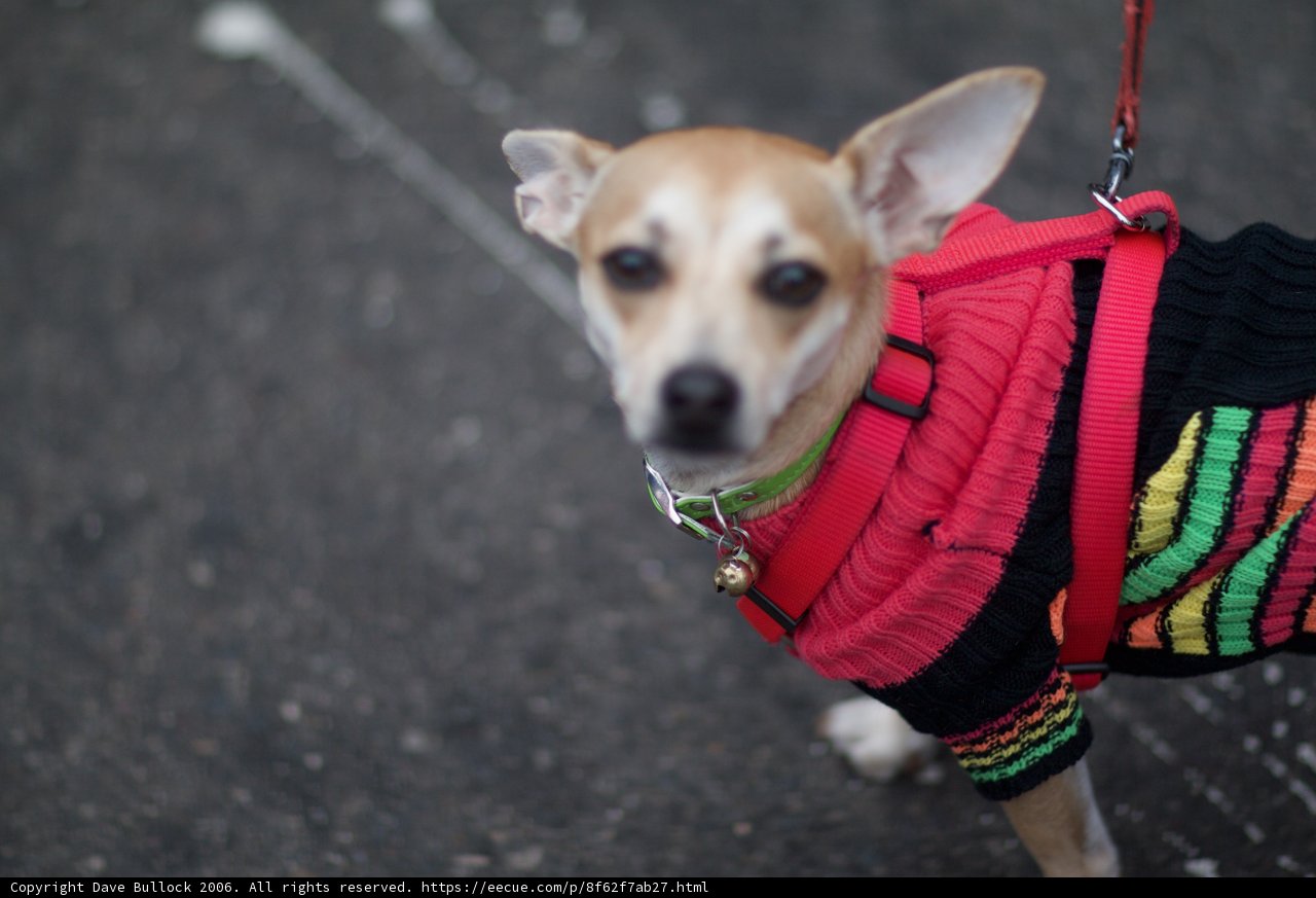 Fashionable Fido