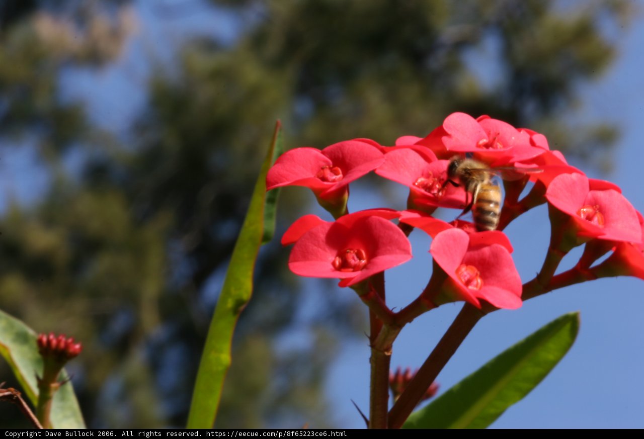 Busy Bee on a Red Flower