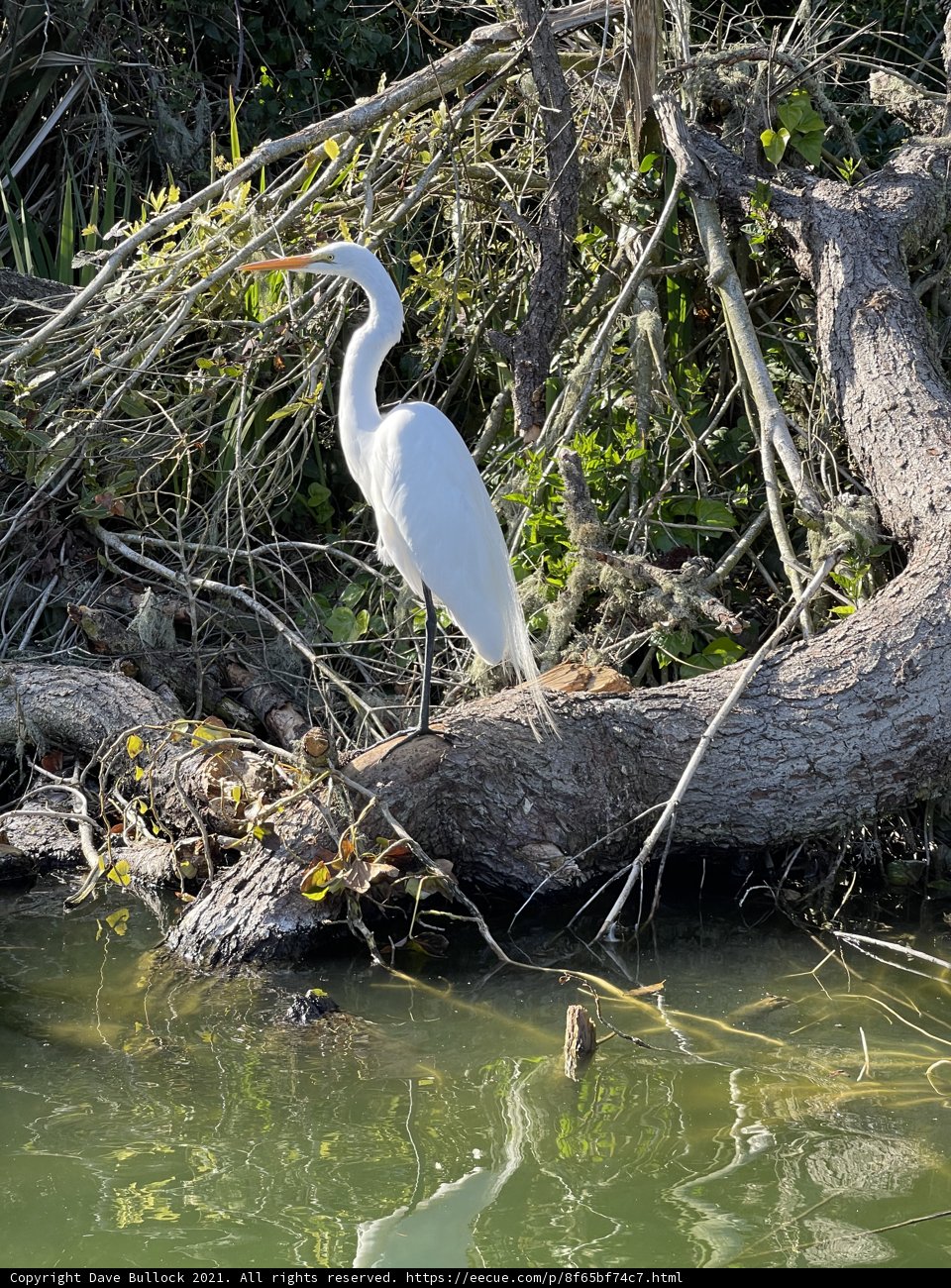 Majestic Great Egret in the Wild