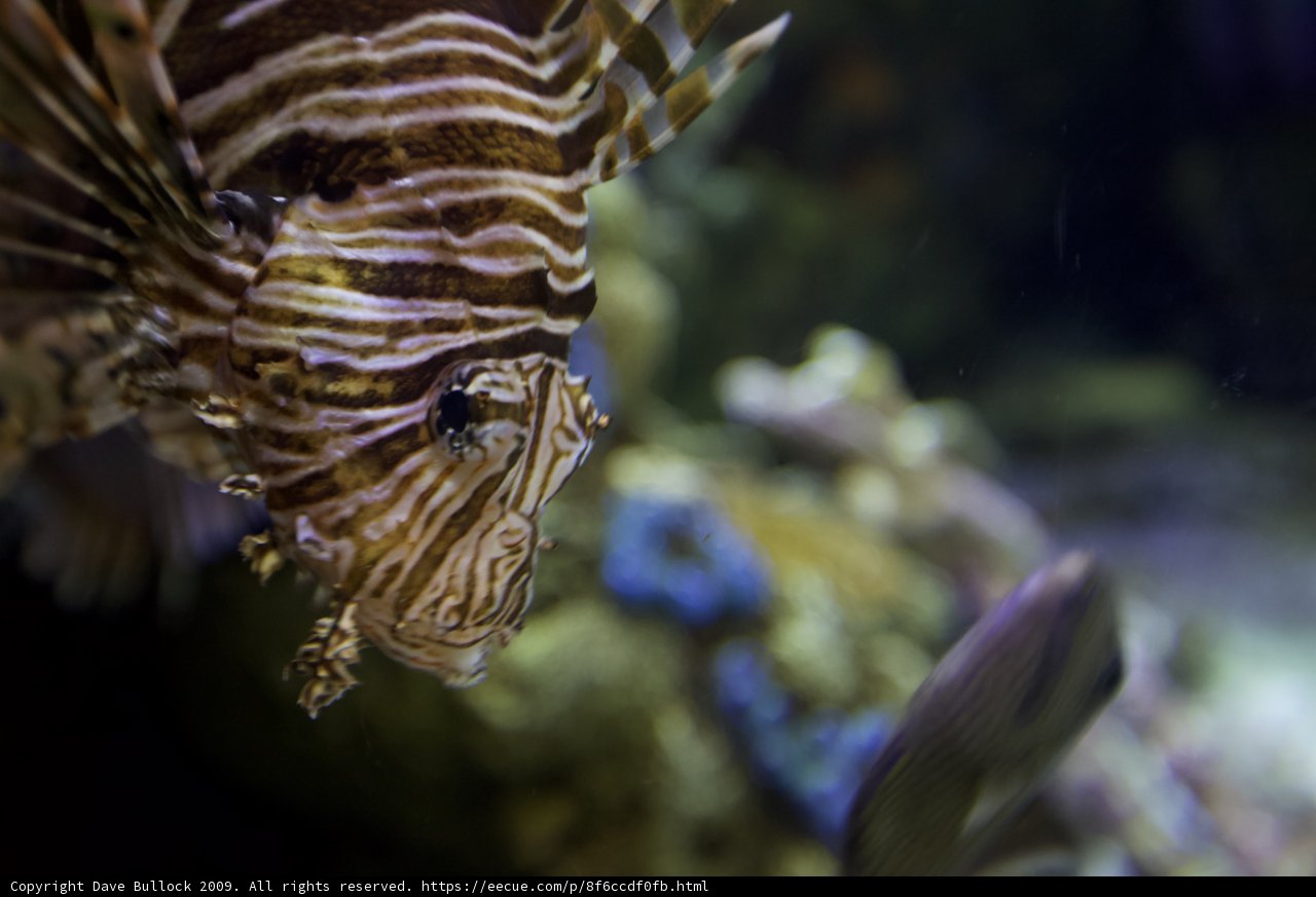 Majestic Lionfish in Aquarium