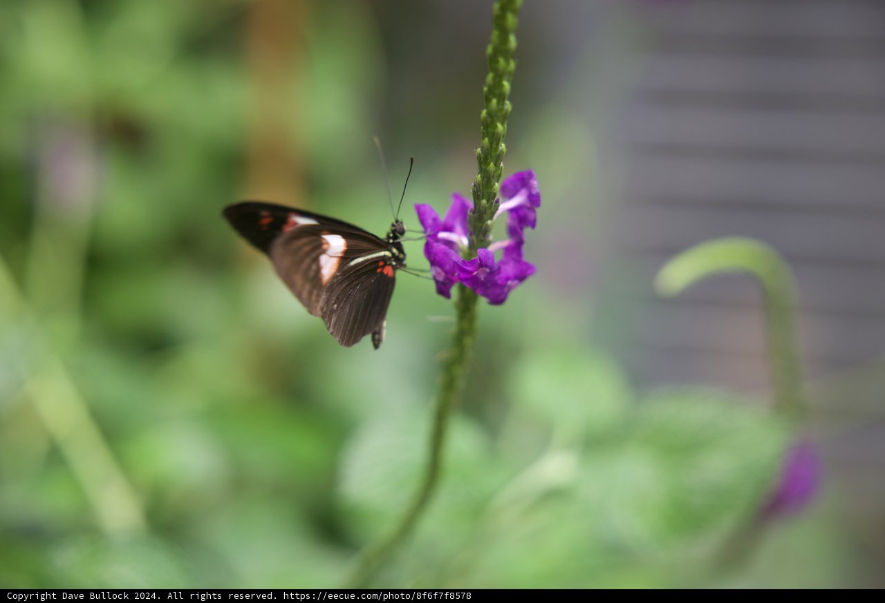 A Captivating Interlude at The California Academy of Sciences
