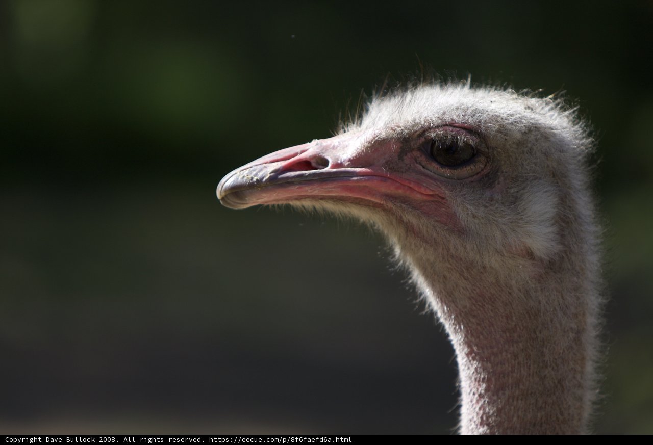 Majestic Ostrich Head