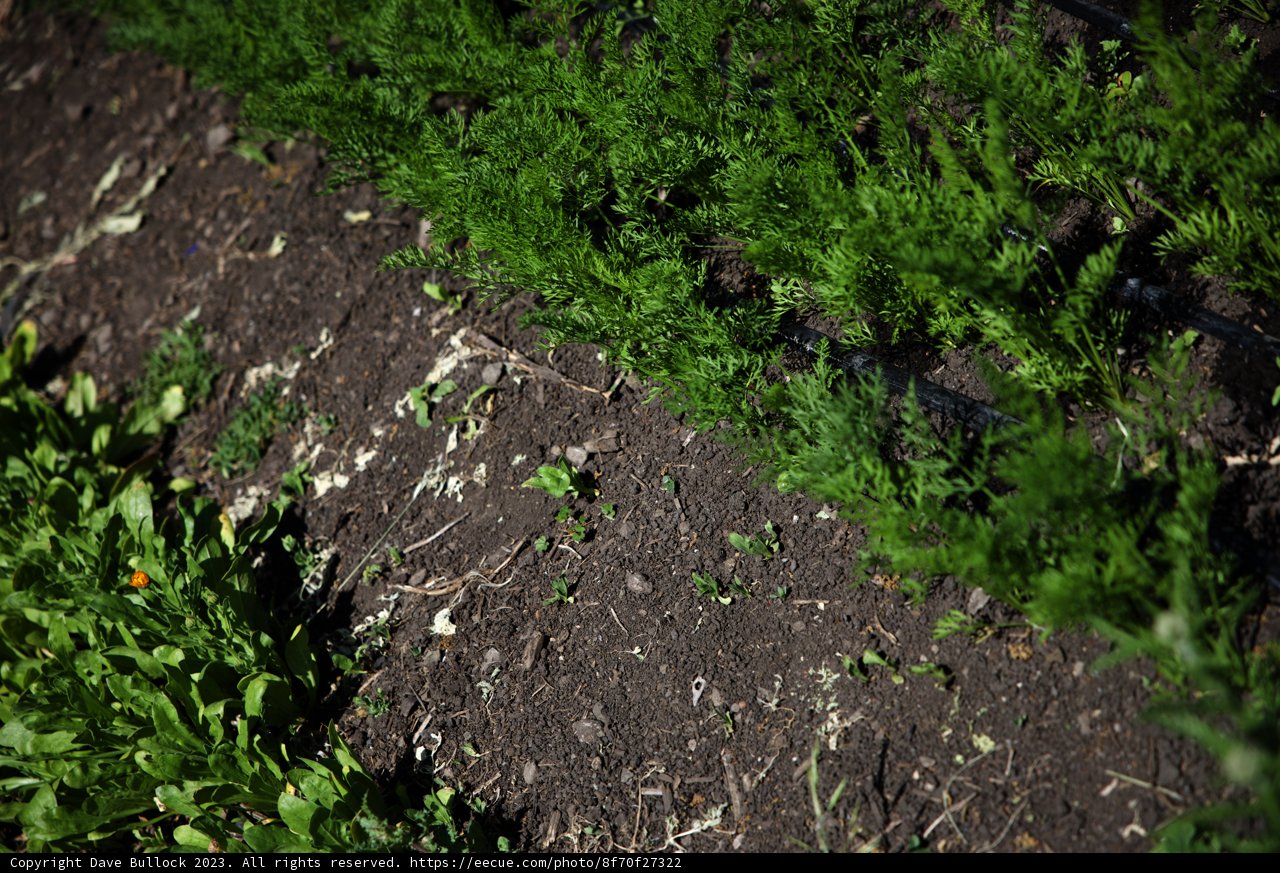 A Bountiful Row of Green in the Regenerative Garden