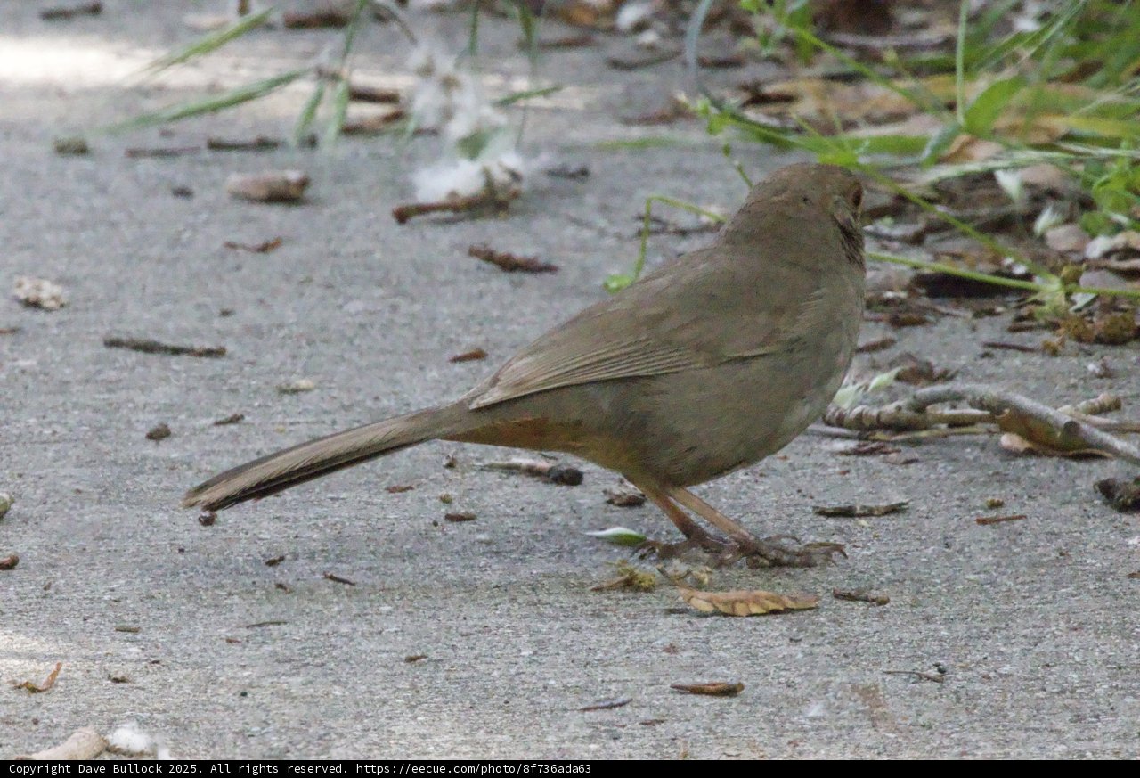 Feathered Wanderer