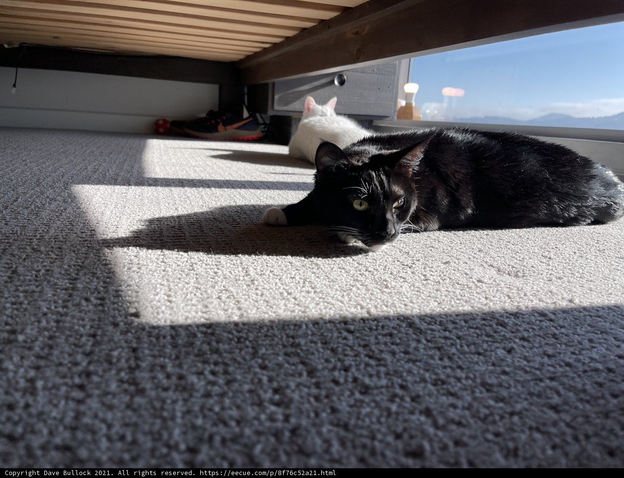 Black and White Cat Relaxing on Hardwood Floor