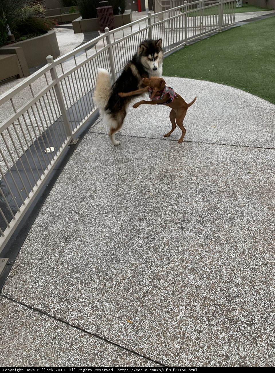 Tug-of-War with a Toy