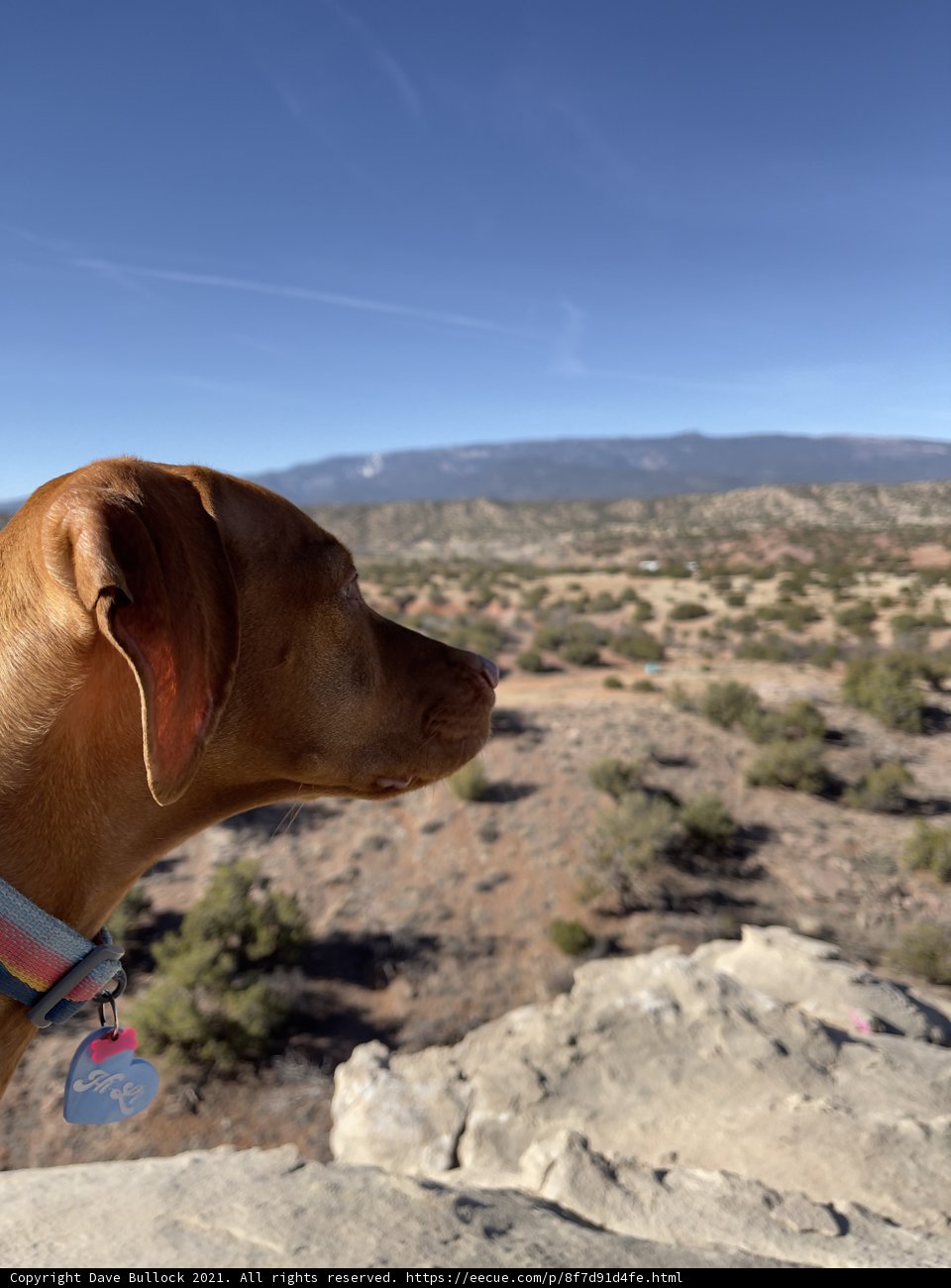 Rocky Vista with a Loyal Canine