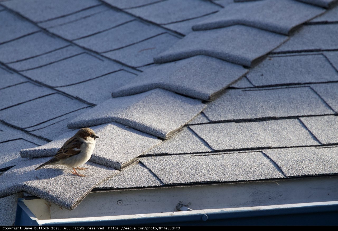 Morning Visitor in El Sereno