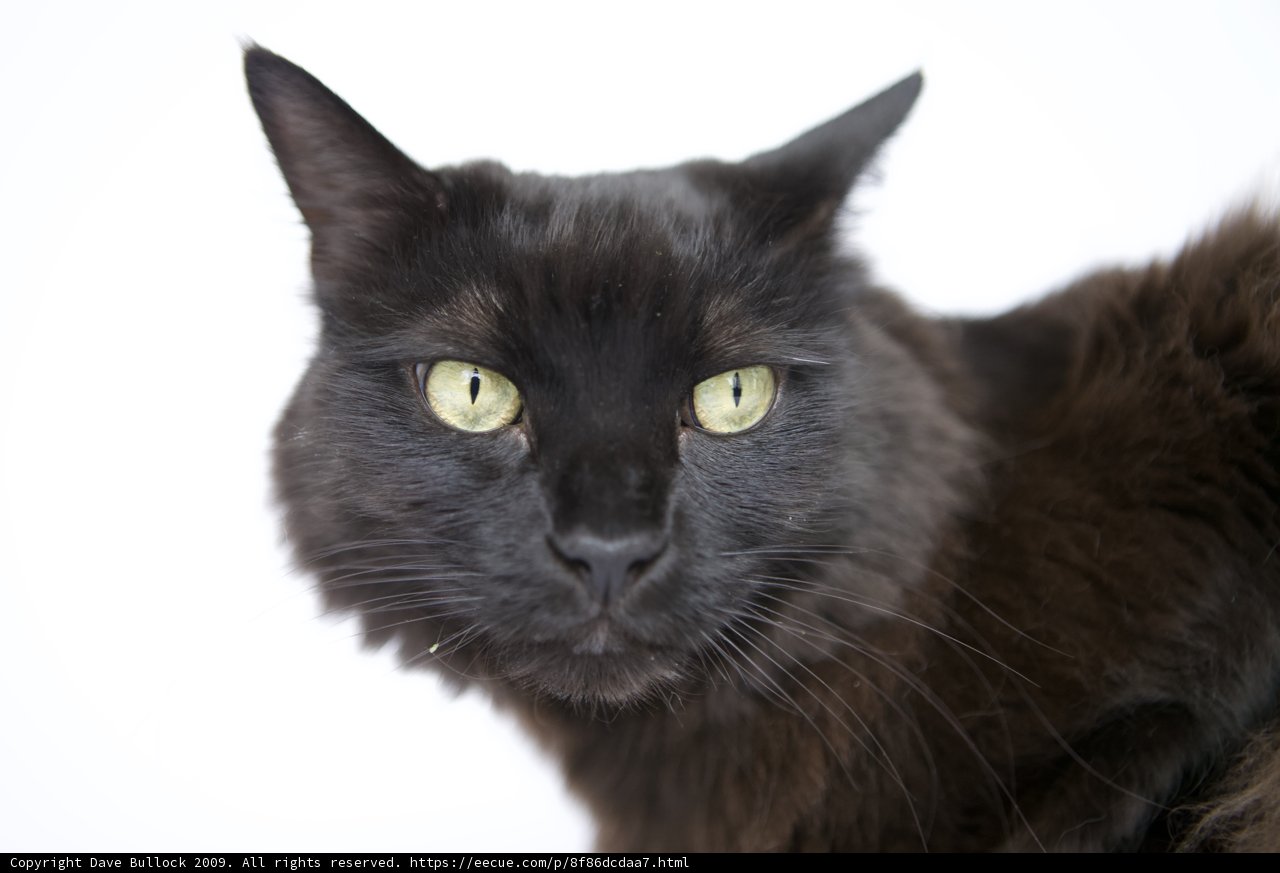 Green-eyed Beauty