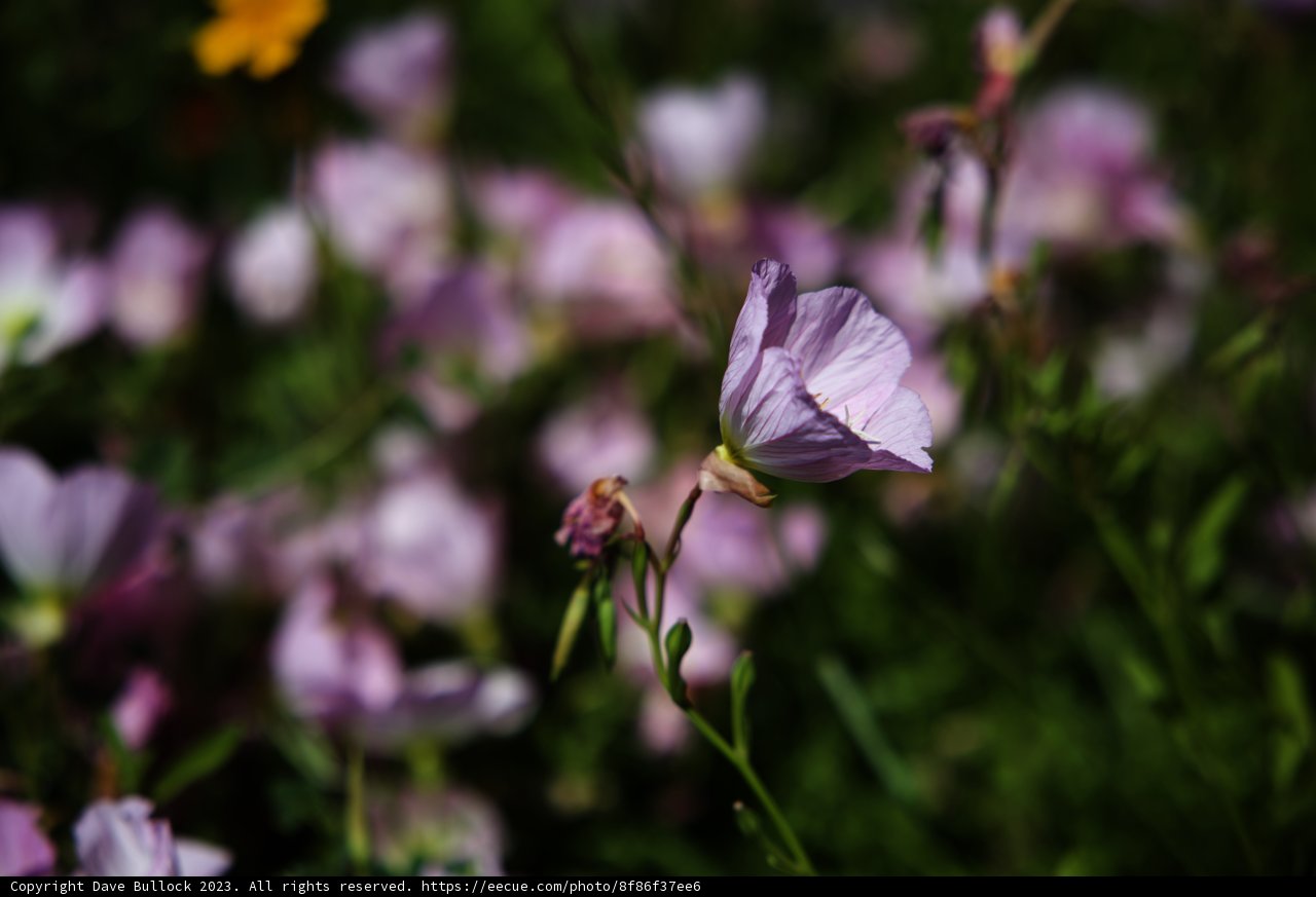 Enchanting Wildflower Meadow