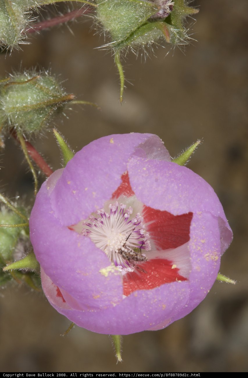 Purple Geranium Flower with Red Center