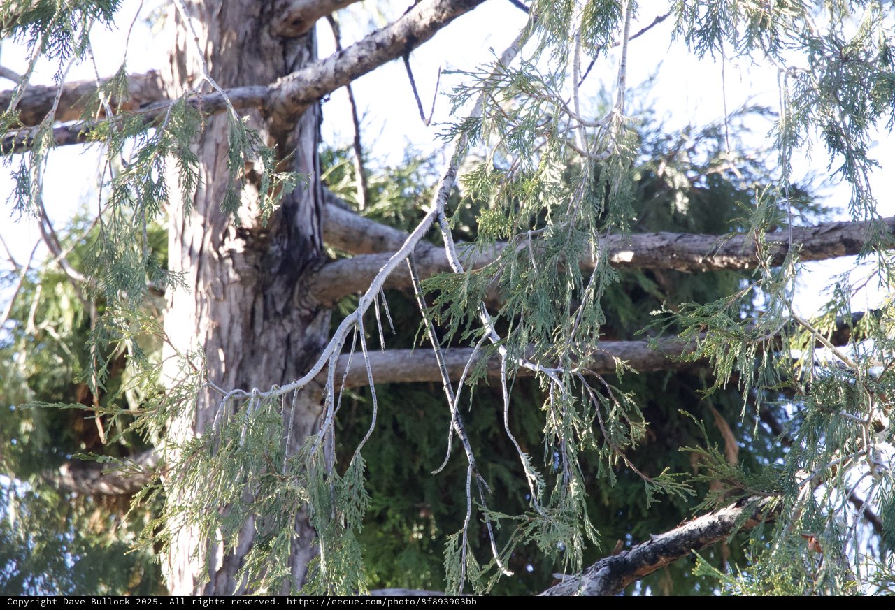 Drooping Cedar Branches in Winter Light