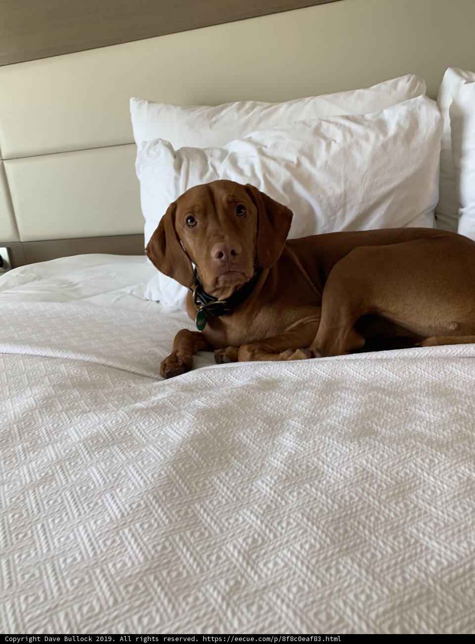 Cozy Canine Retreat
