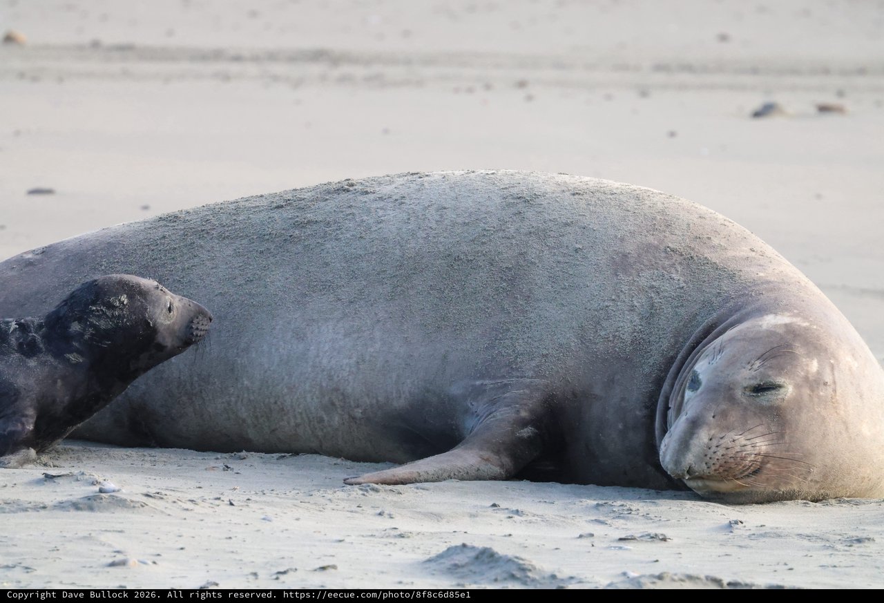 Mother Elephant Seal and Pup Resting on Beach