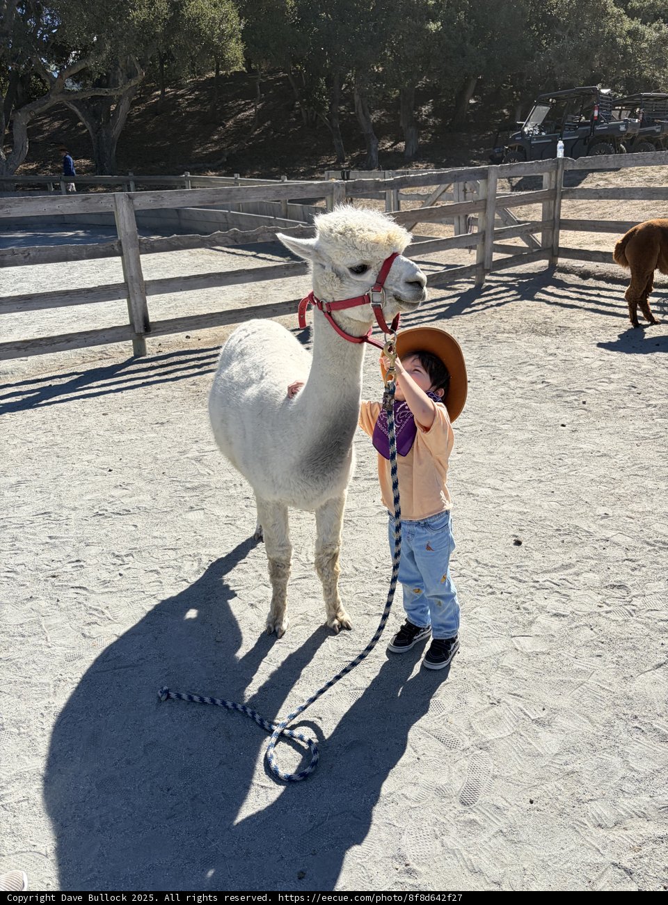 Llama Love at Carmel Valley