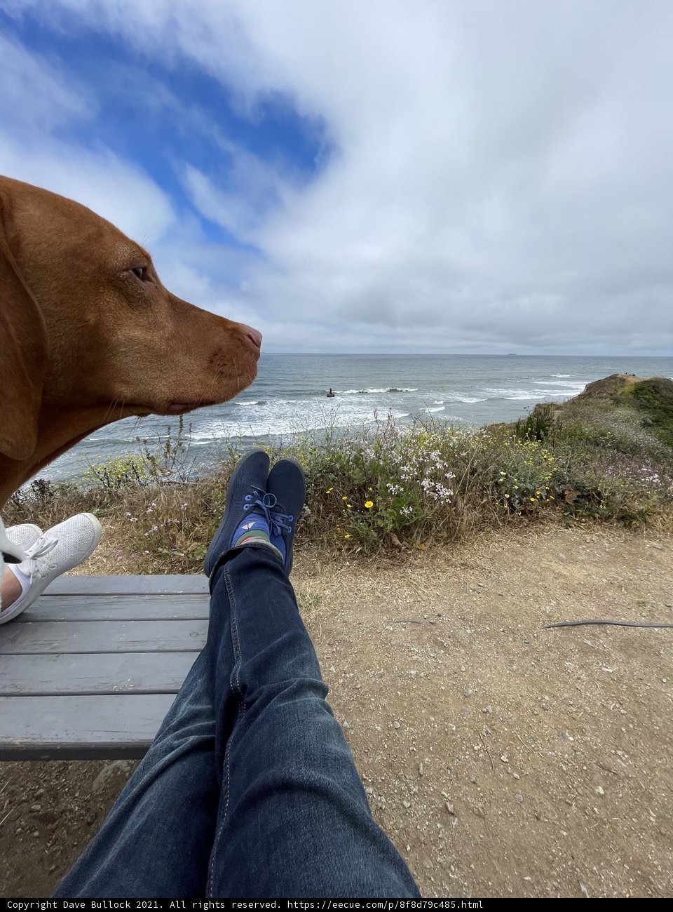 Man's Best Friend