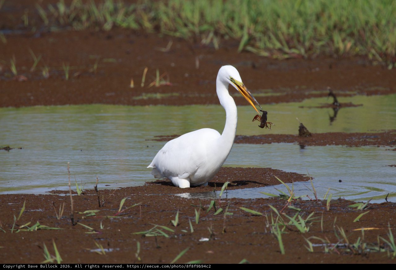 Great Egret Catches Crayfish in Shallow Wetland