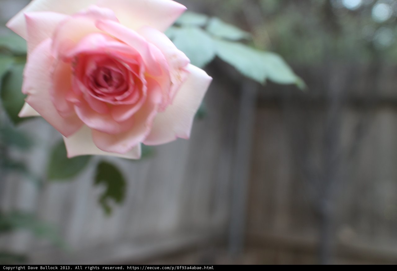 Rose in Bloom