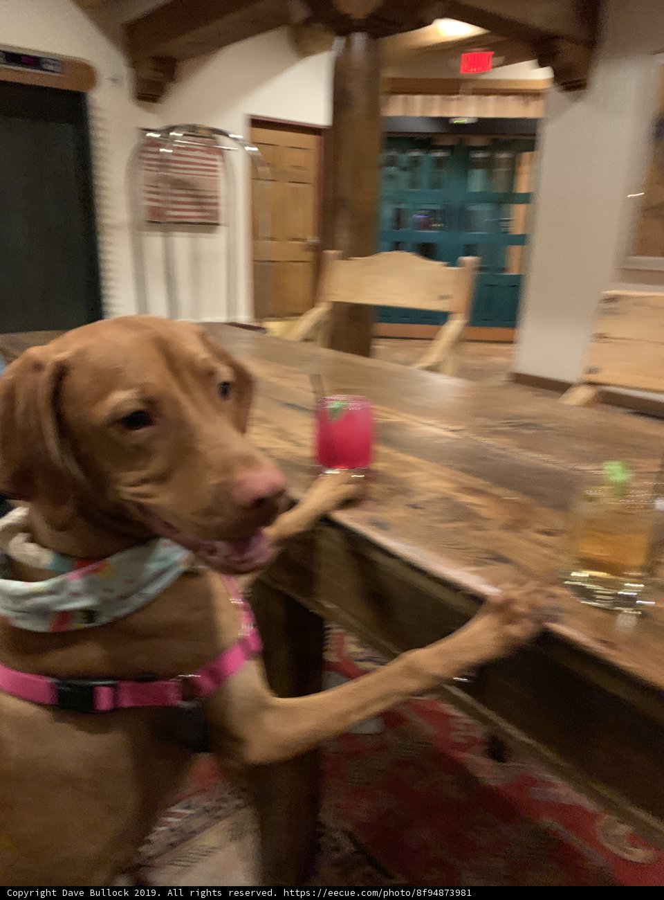Regal Hound on a Plywood Throne