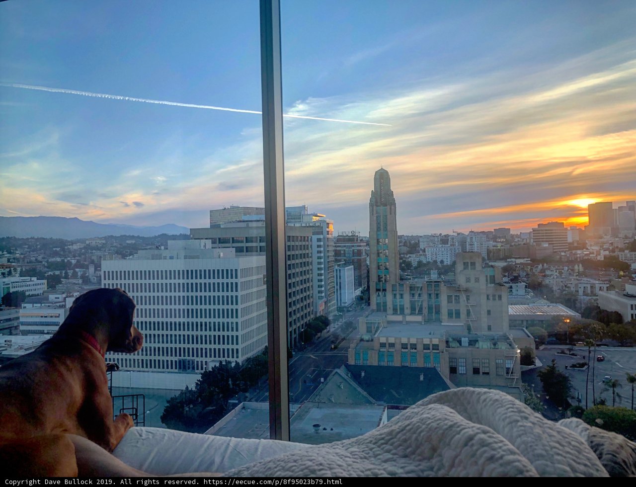 Urban getaway with my furry friend