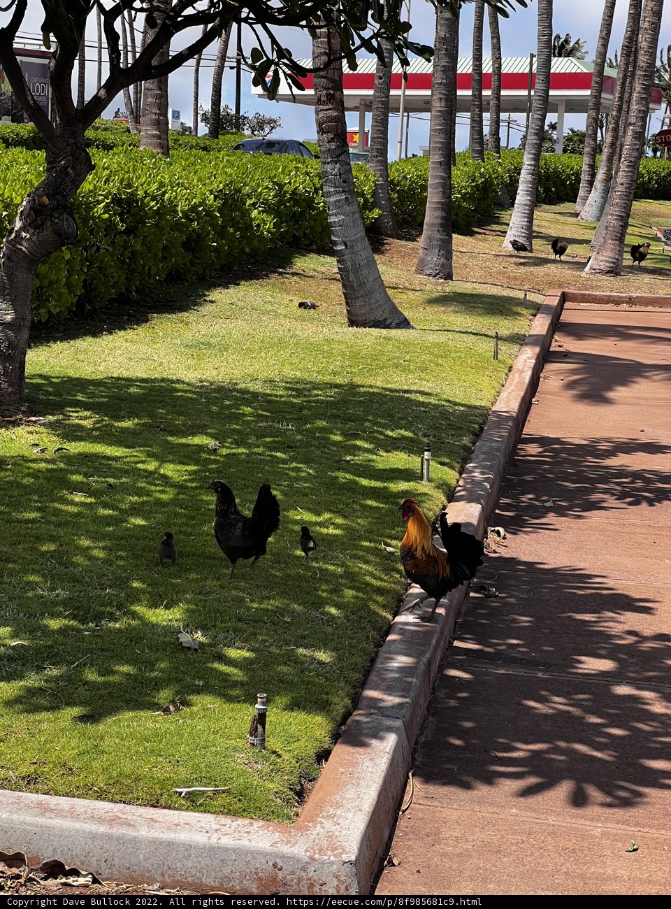 Fowl & Vehicles: A Coexisting Community