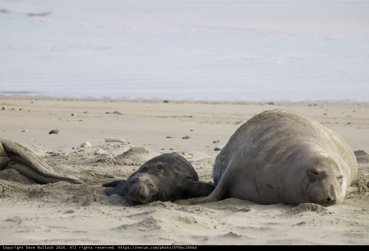 Mother and Pup Elephant Seals Resting on Beach