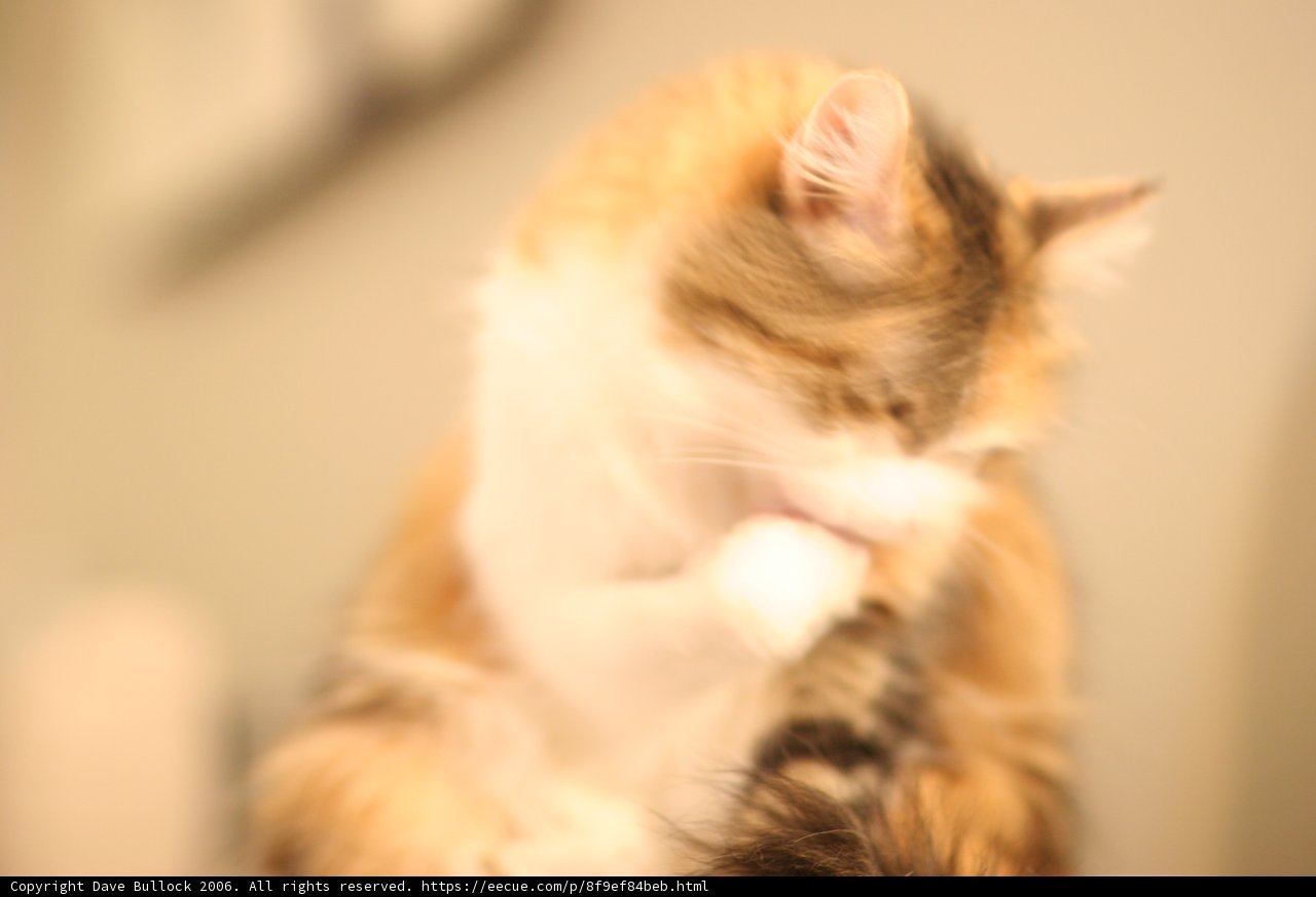 Feline Table Manners
