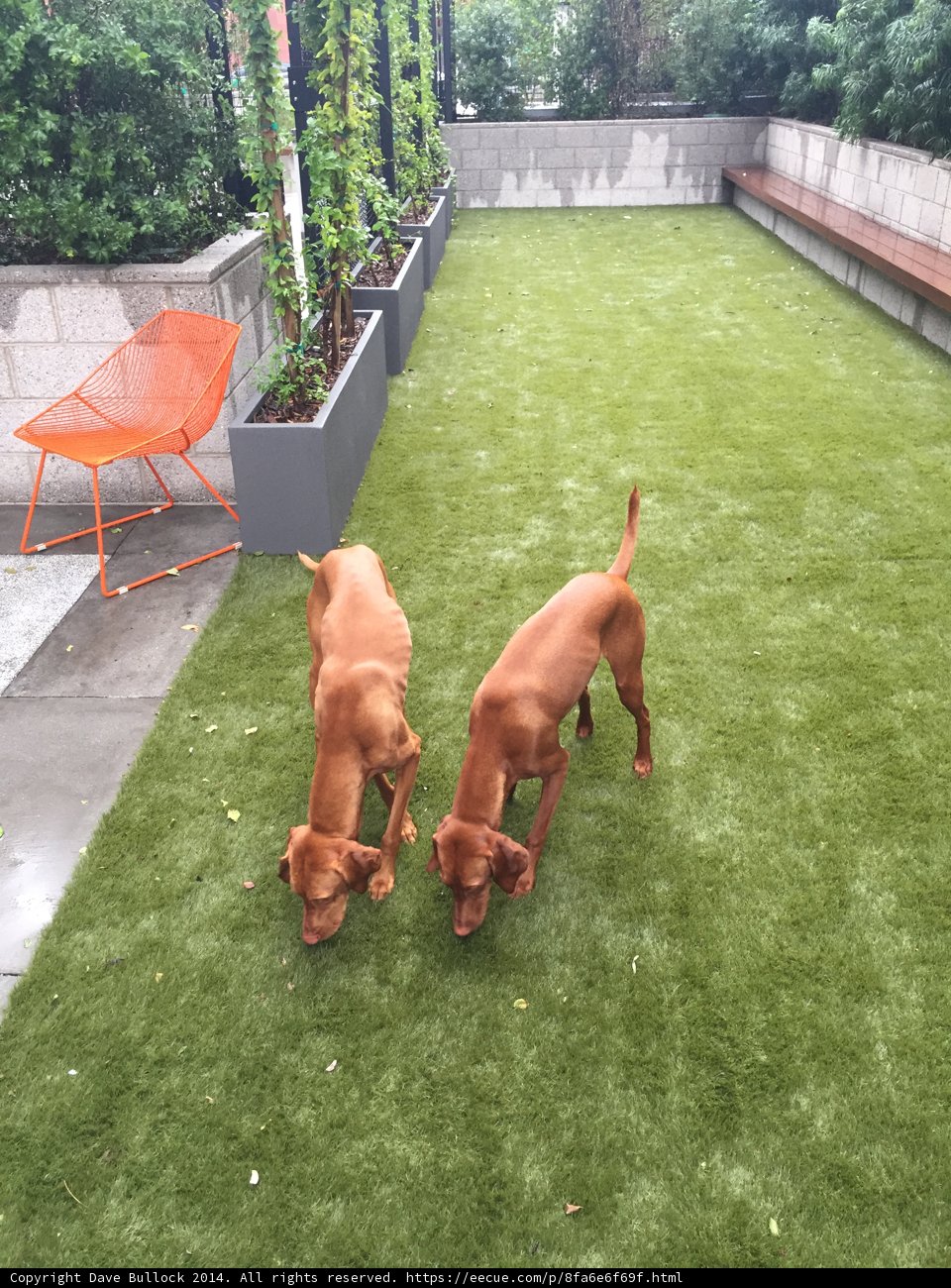 Canine Playtime on the Lawn