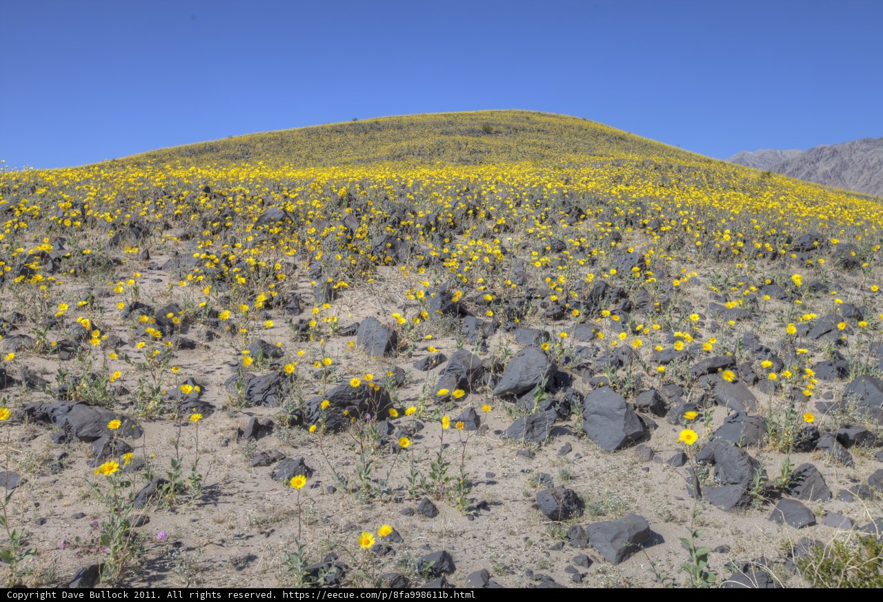 Hill covered in yellow wildflowers under a blue sky