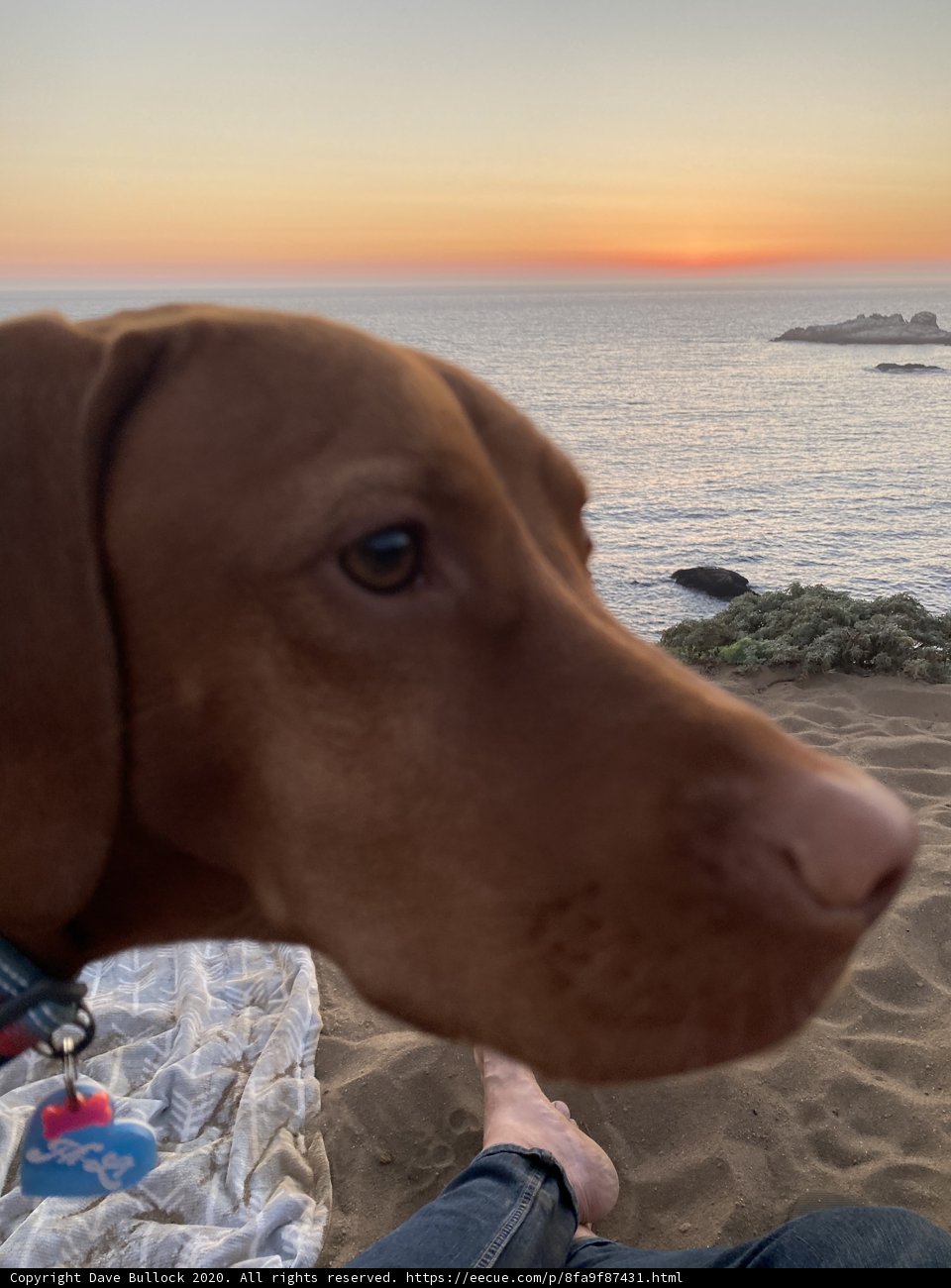 Sunset Puppy Beach Portrait